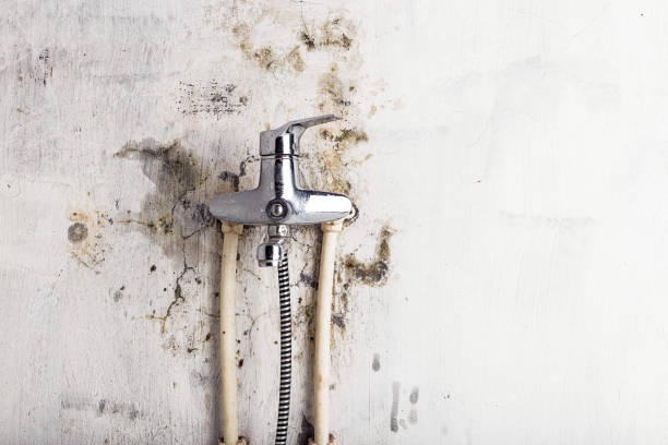 Best HVAC Mold Remediation in Loughman, FL