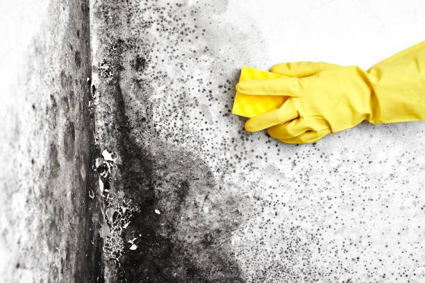 Best Mold Remediation for Specific Building Types in Loughman, FL