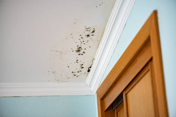 Best Bathroom Mold Remediation in Loughman, FL