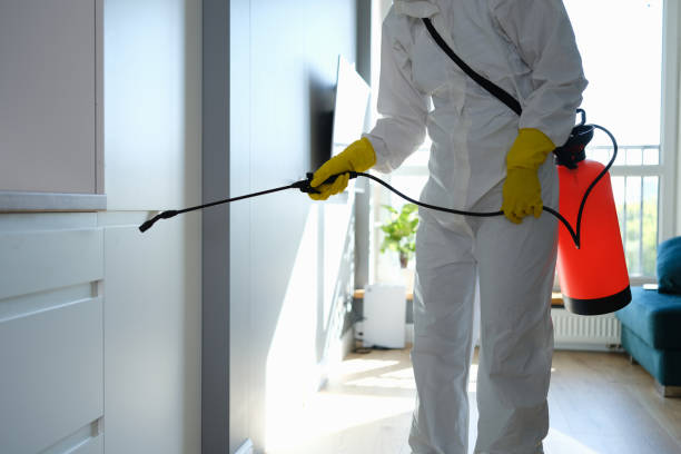 Best Residential Mold Remediation in Loughman, FL