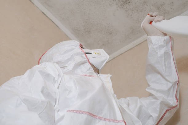 Best Preventive Mold Services in Loughman, FL