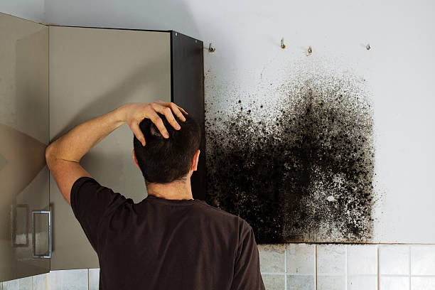 Best White Mold Remediation in Loughman, FL