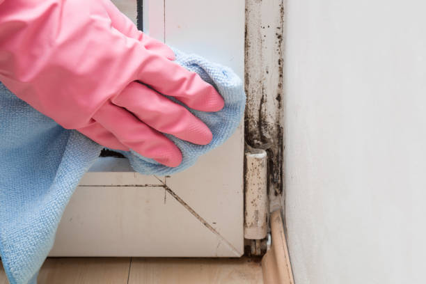 Best DIY Mold Remediation Support Services in Loughman, FL