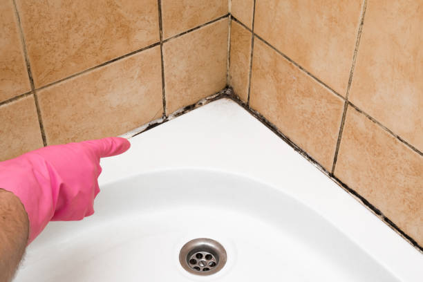 Professional Mold Remediation in Loughman, FL